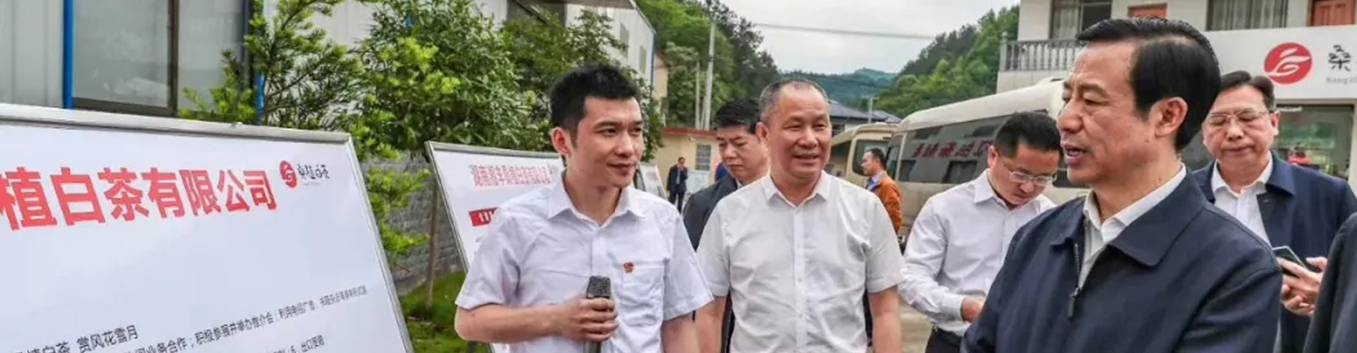 湖南省委副书记、省长许达哲视察xk体育平台-xk体育（中国）桑植白茶公司