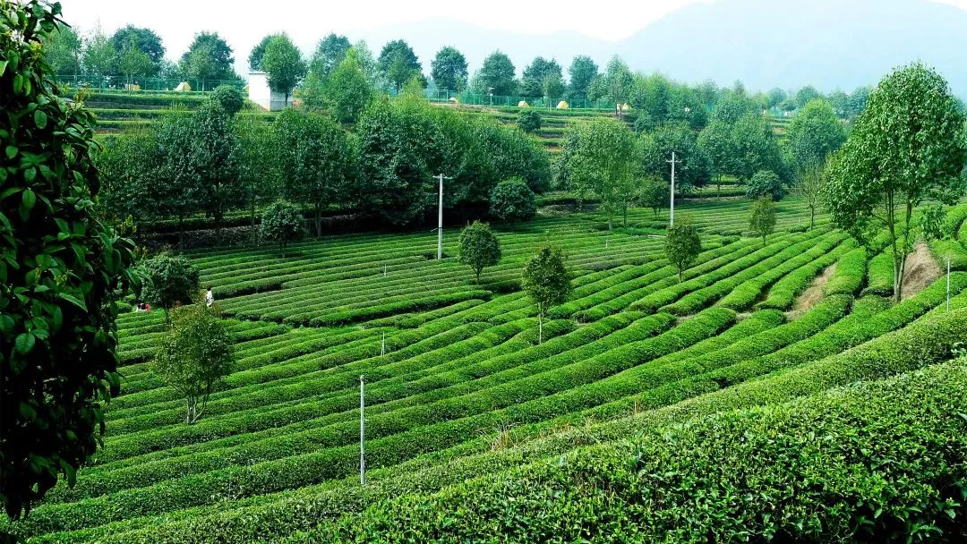 xk体育平台-xk体育（中国）茶业庄园—百茶园1.png