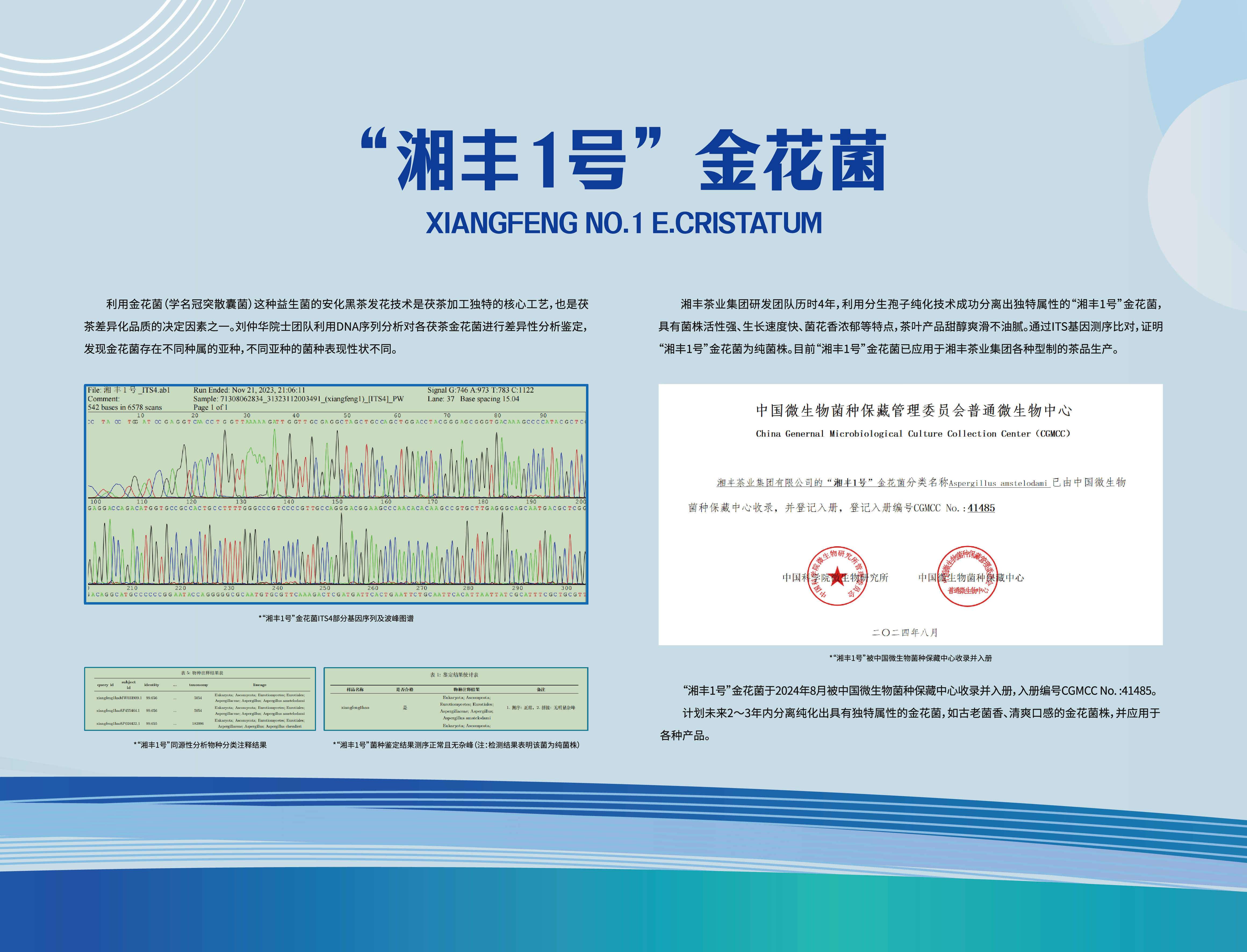 “xk体育平台-xk体育（中国）1号”金花菌.jpg